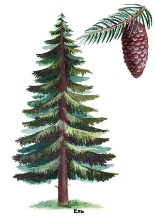 Хвойное дерево карандашом
