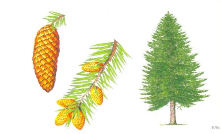 Рисование в старшей группе хвойные деревья ель