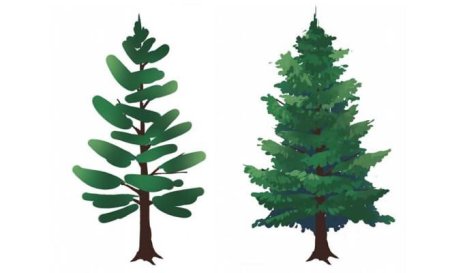 Ель обыкновенная хвоинки 4 класс