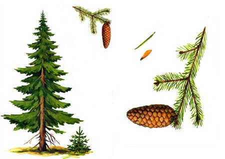 Дупло в сосне