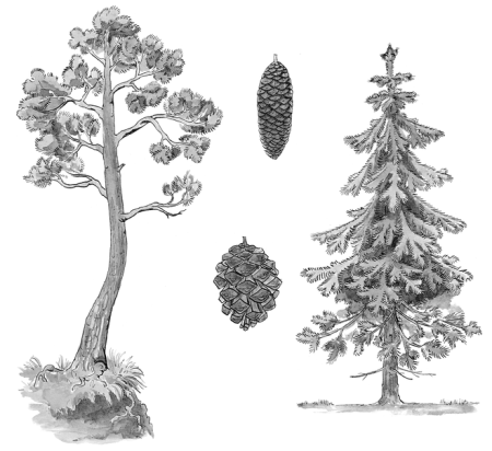 Сосна рисунок карандашом для детей