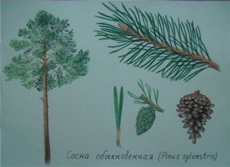 Рисование сосны карандашом