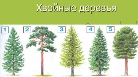 Сосна рисунок для детей 1 класса