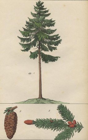 Хвойные растения раскраска