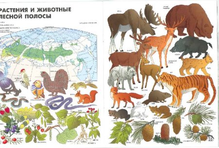 Атлас растительности мира