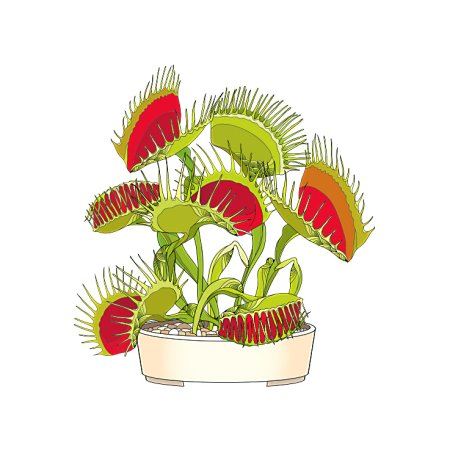Венерина мухоловка Art