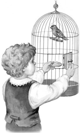 Трафарет клетки для птиц