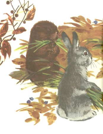 Бианки мышонок пик рисунок