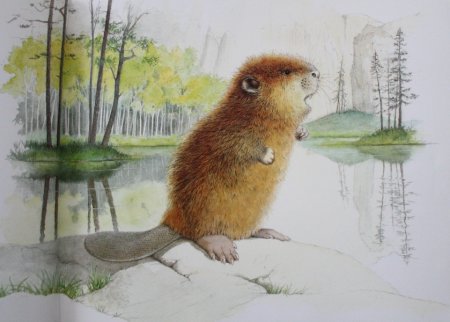 Ежик и лиса