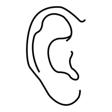 Обонятельные рецепторы расположены в носовой