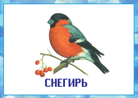 Зимующие птицы карточки для детей
