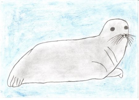 Рисование Нерпа подготовительная группа