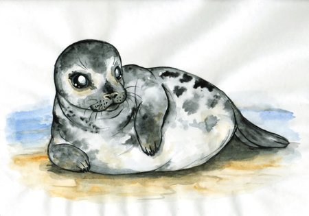 Ладожская кольчатая Нерпа рисунок