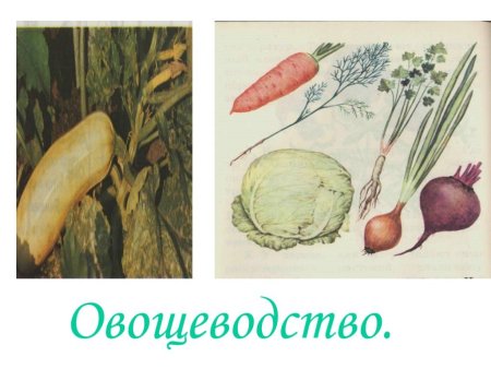 Проект на тему овощеводство 4 класс