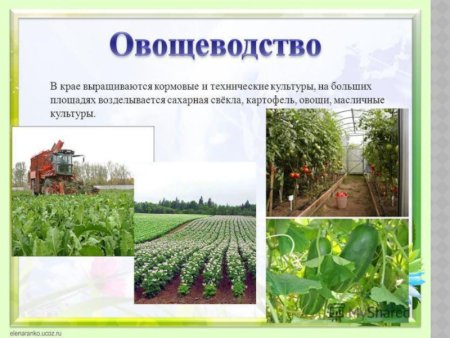 Отрасли овощеводства