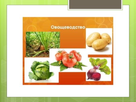 Овощеводство нашего края 4 класс