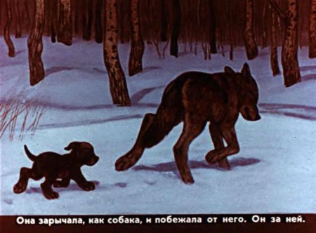 Чехов белолобый волчица