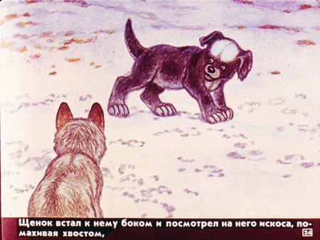 Иллюстрация к произведению белолобый Чехов
