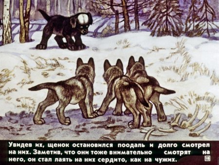 А.П белолобый