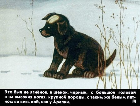 Белолобый щенок Чехов