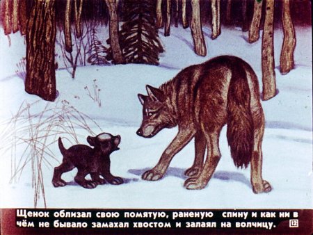 Белолобый Чехов Волчиха