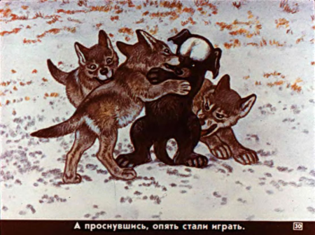 Чехов белолобый сидит Волчиха