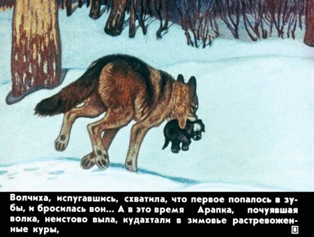 Белолобый Чехов