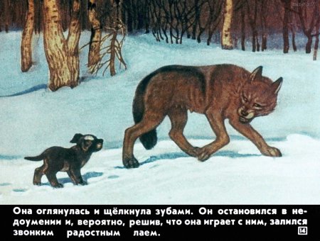 Чехов а.п. "белолобый"