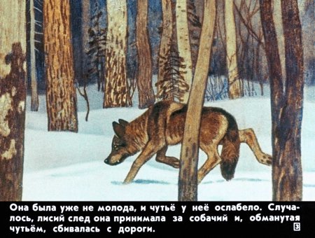 Белолобый раскраска