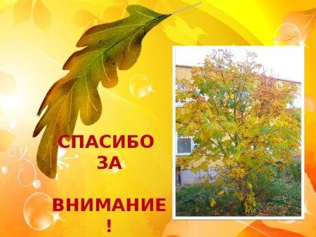 Рисунок к стиху листок Лермонтов