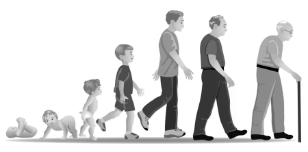 Этапы жизни человека