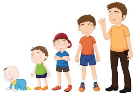 Этапы взросления