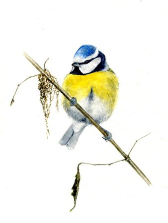 Рисование Синичкин день