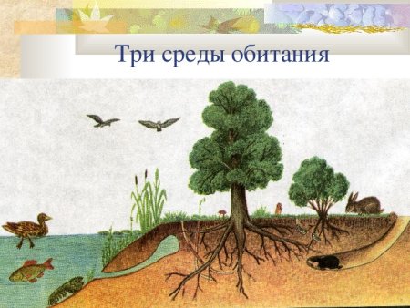 Среды обитания организмов
