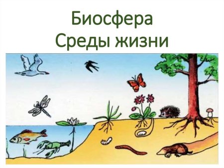 Среды жизни животных