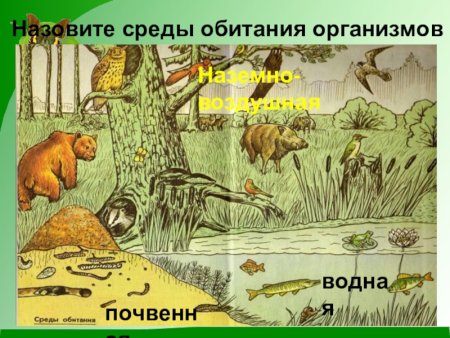 Среда обитания зверей