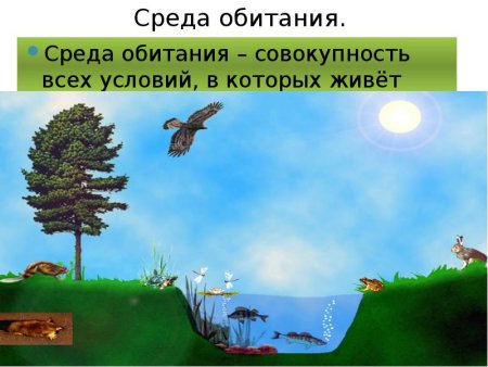 Среды жизни