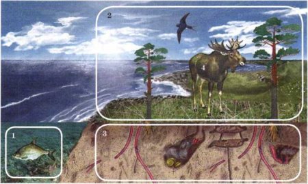 Среда обитания наземных организмов