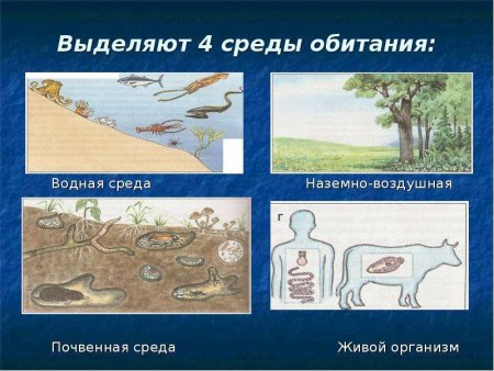 Наземно-водная среда обитания