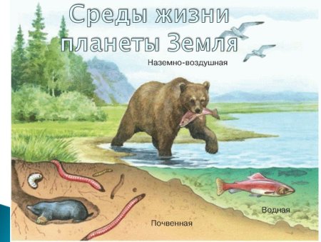 Наземно-воздушная среда