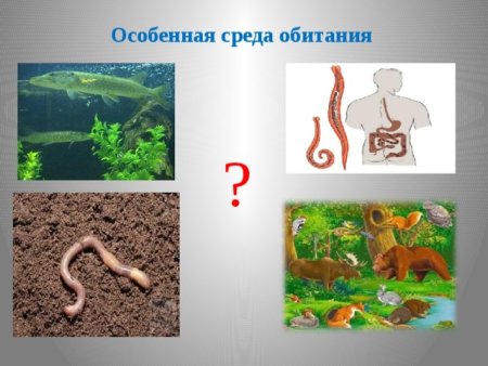 Среды обитания живых организмов