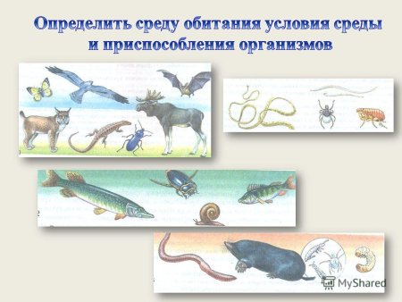 Живые организмы и среда их обитания