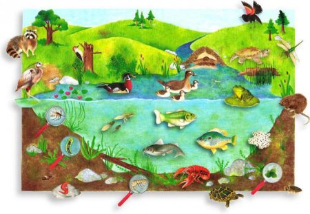 Обитатели водоемов для детей