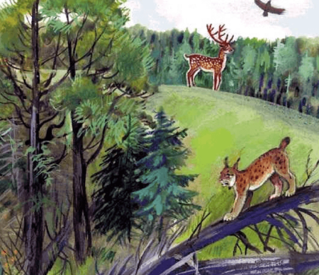 Рисунок тайги смешанный и широколиственный лес 4