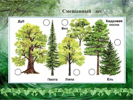 Нарисовать леса Тайга смешанный лес широколиственный лес