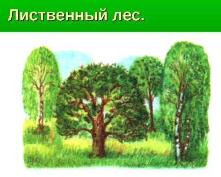 Смешанные и широколиственный лес для дошкольников