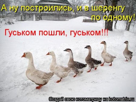 Маленькие утята мультяшные