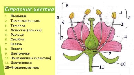 Строение цветка покрытосеменных