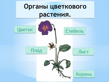 Строение органов цветкового растения