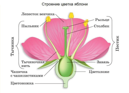 Строение цветка 6 класс биология рисунок из учебника